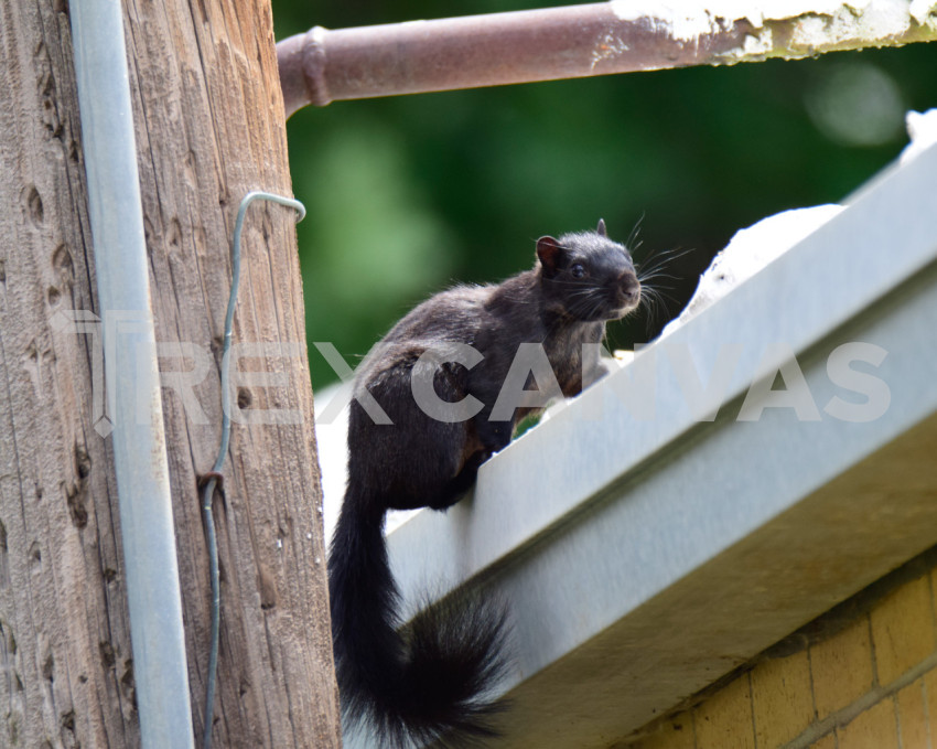 Black Squirrel