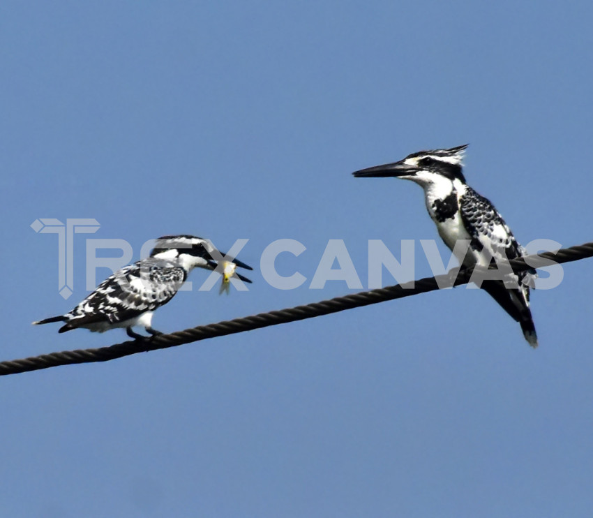 Pied Kingfisher holding her prey