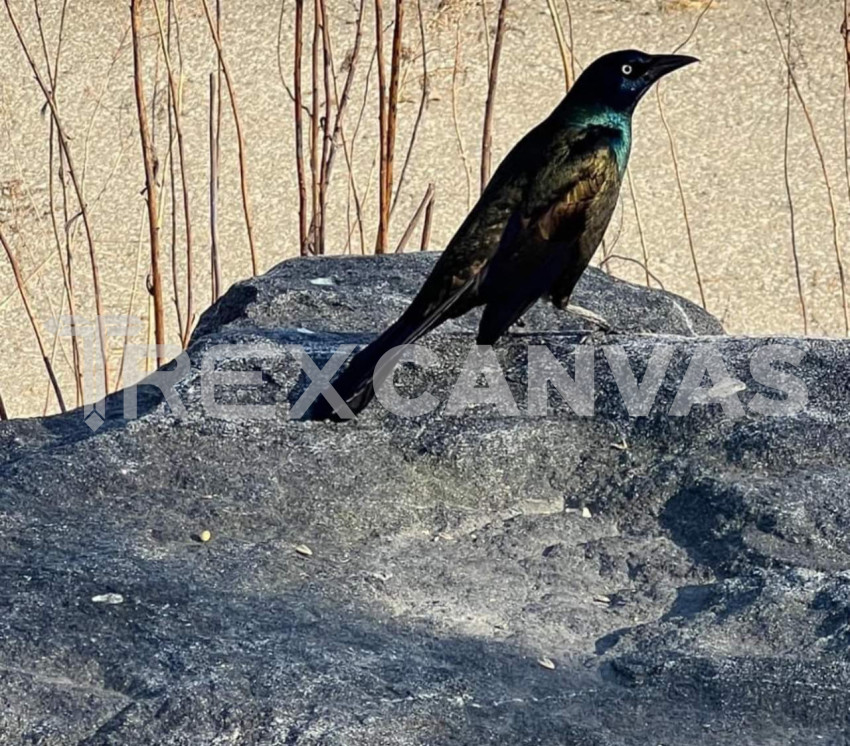 Common Grackle