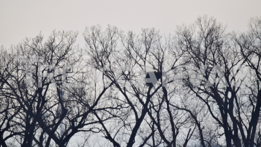 Bald Eagles Nest