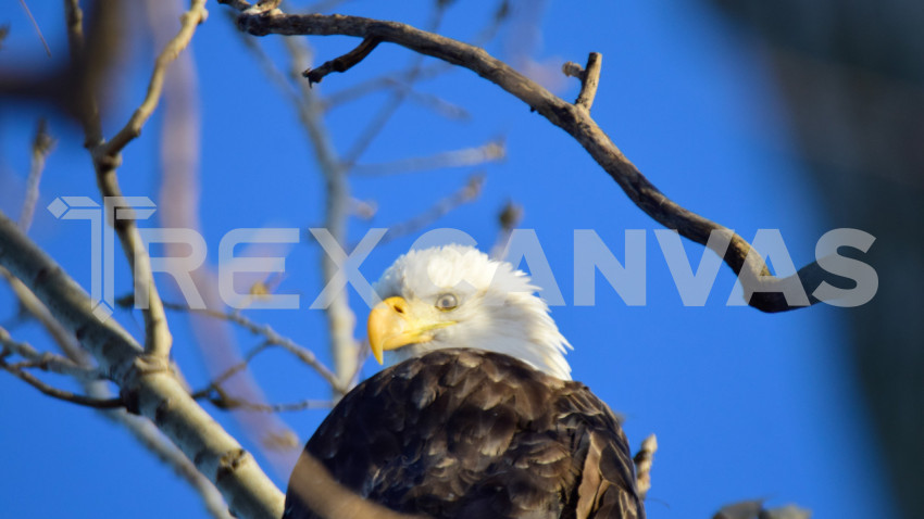 Bald Eagle LBNWR 1