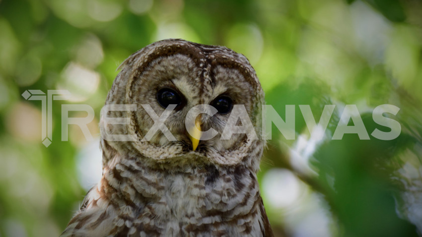 Barred Owl LBNWR