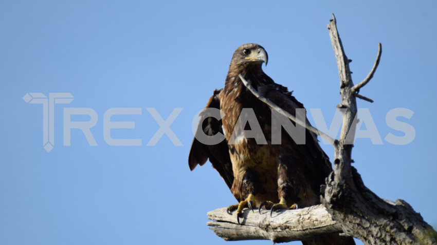 Young Bald Eagle LBNWR