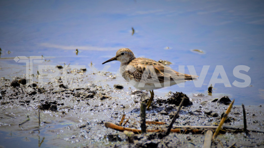 Pectoral Sand Piper LBNWR