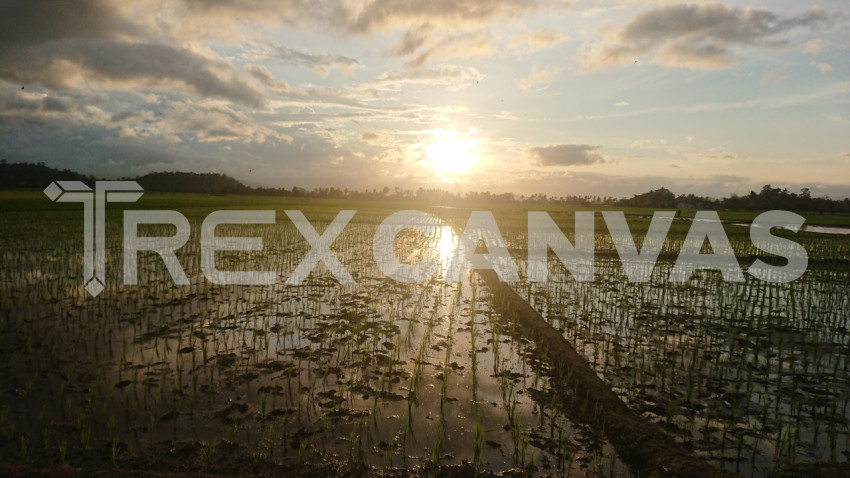 Sunset in a rice field