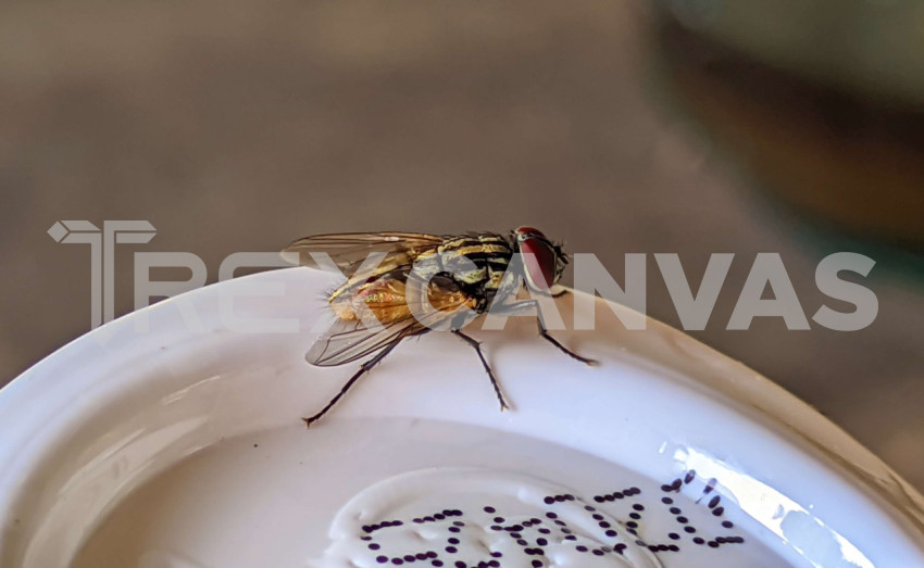 Macro Photo of a Fly