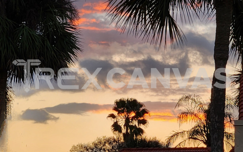 Colorful sunset with palm tree