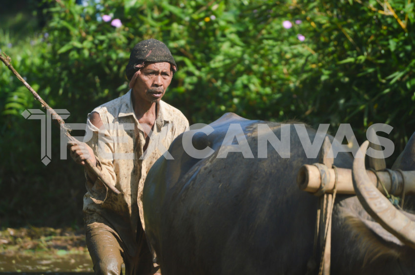 Traditional Farmer