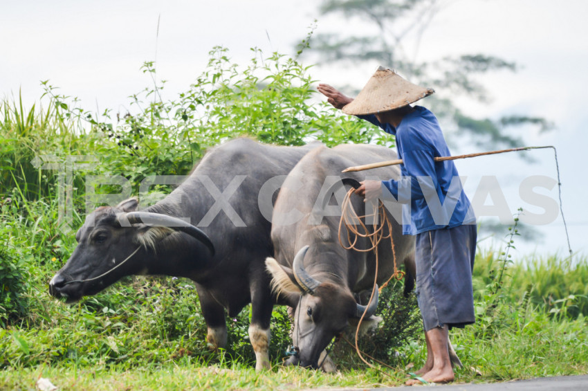 A Man With His Buffaloes