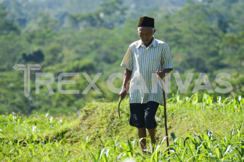 An Old Man Walking Alone