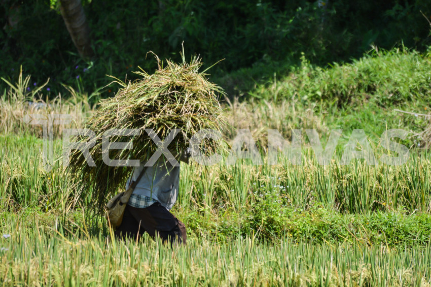 A Man Who Brings Straws On His Head