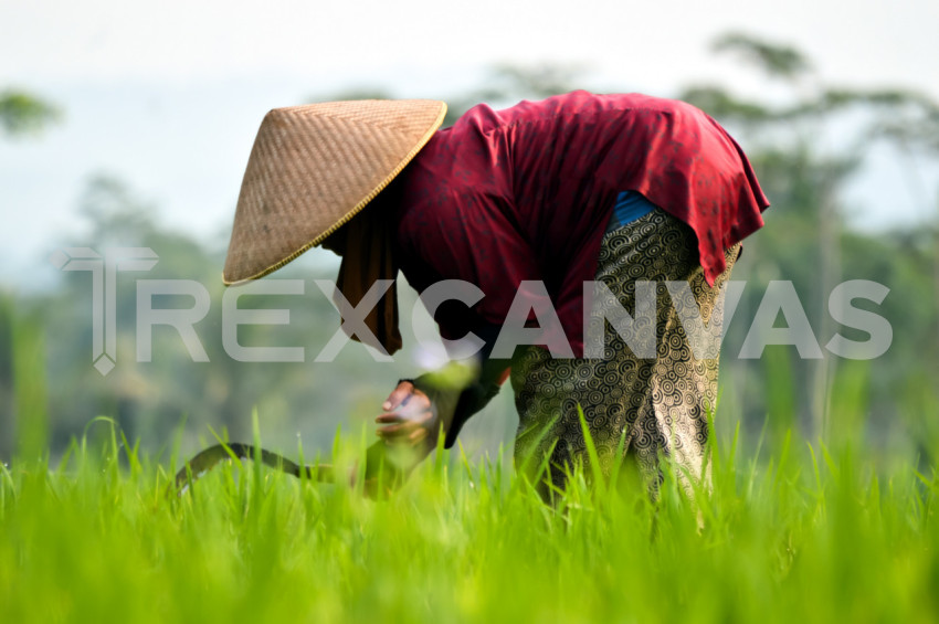 Working Woman On The Grass