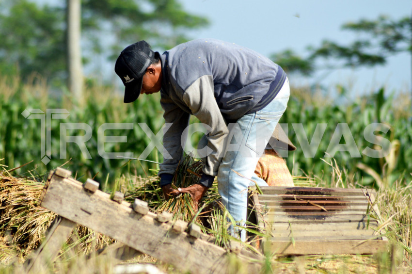 Traditional Rice Harvesting In Central Java