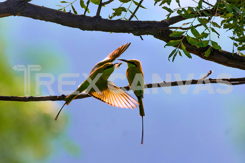 Green Bee Eater Hunting