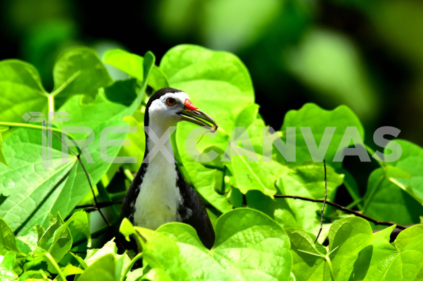 White breasted hunting