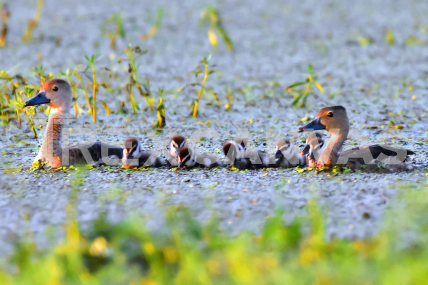 Lesser wrestling duck family