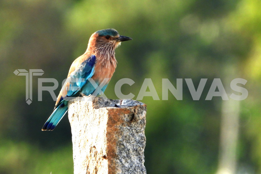 Indian Roller