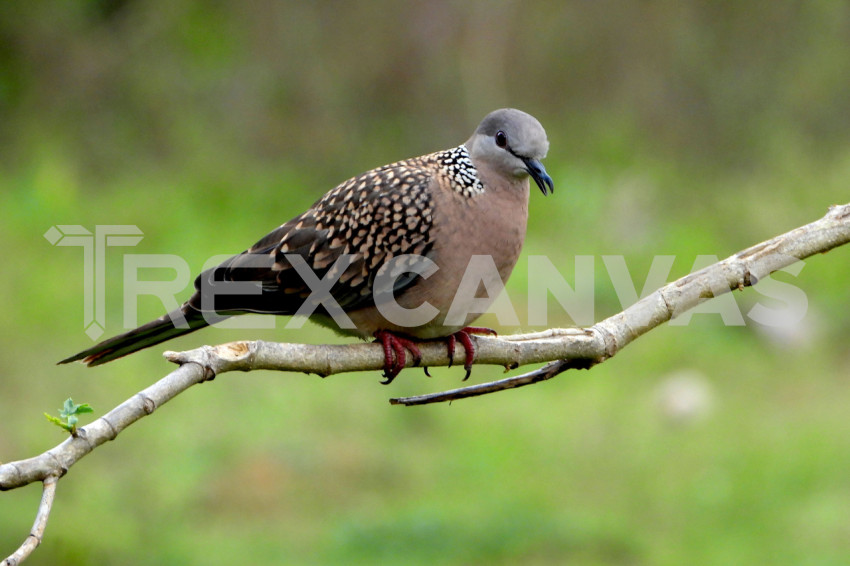 spoted Dove