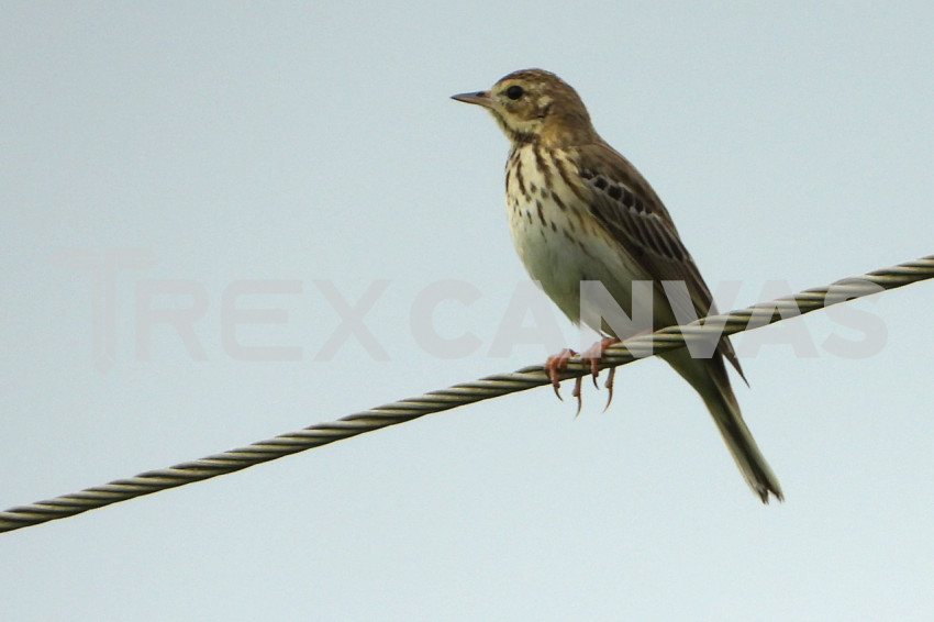 tree pipit