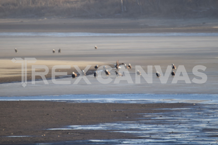 Bald Eagles DSC 0017