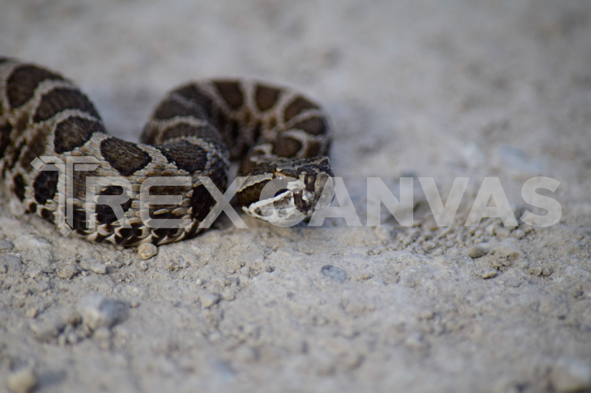 Massasauga