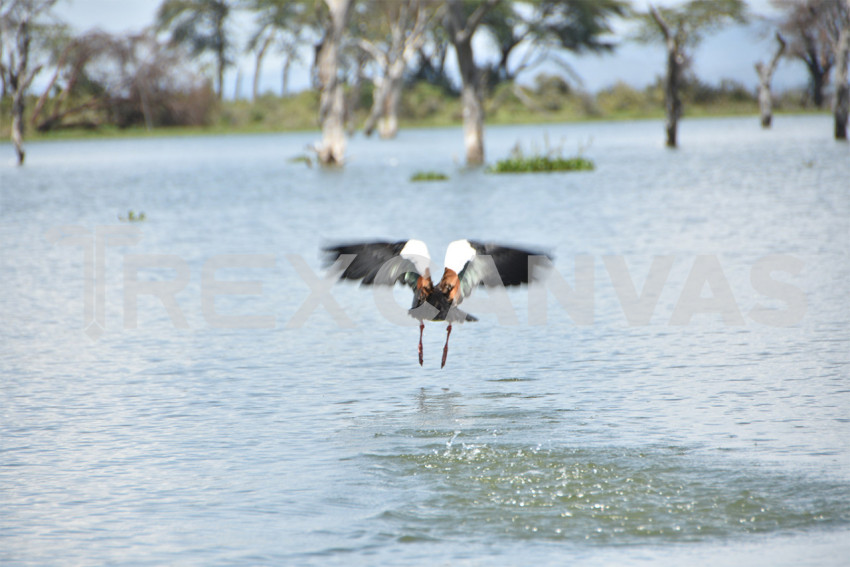 naivasha 1