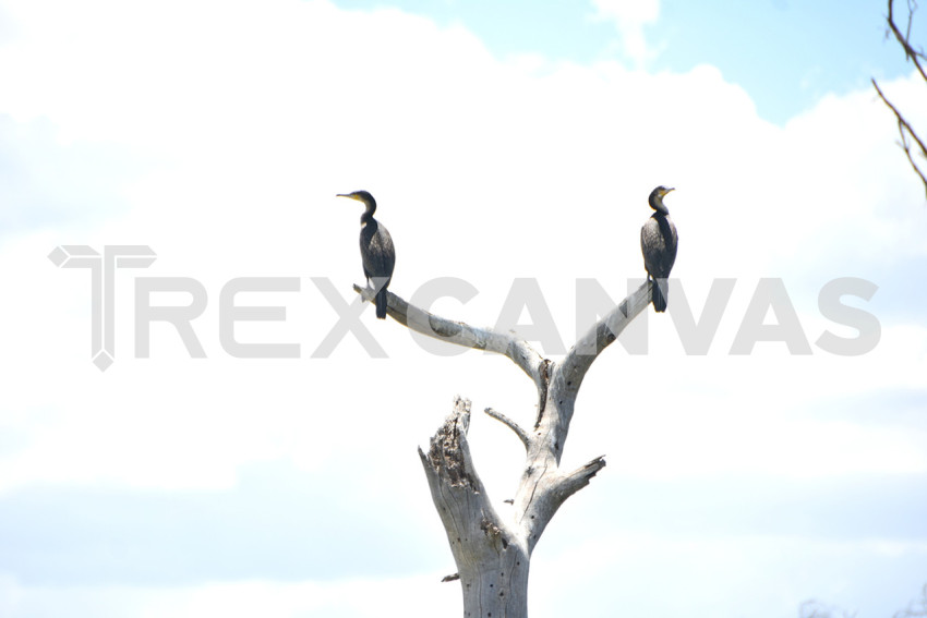 birds relaxing on a dry tree