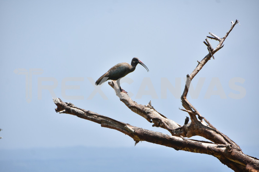 hadada ibis bird