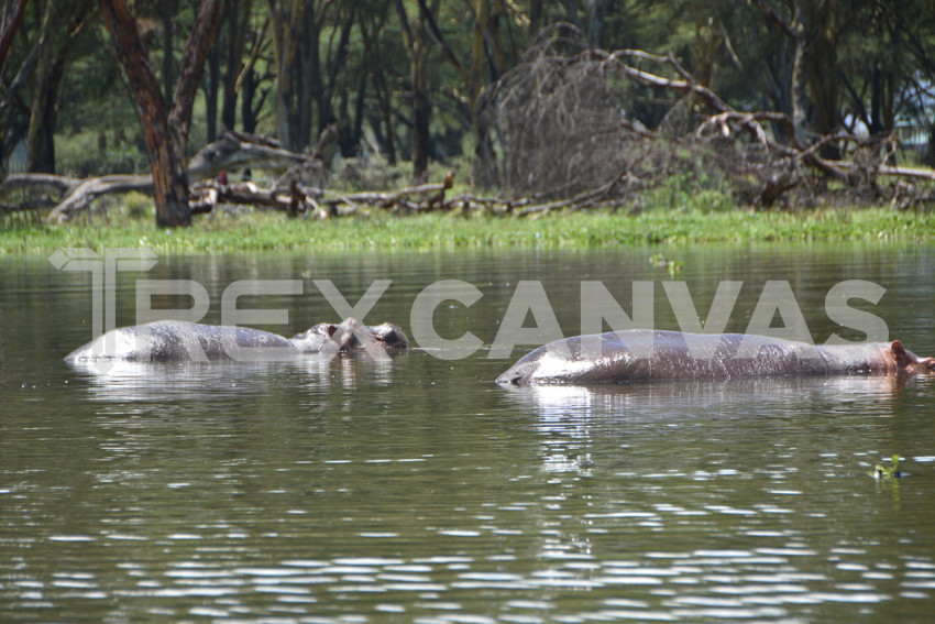 Hippopotamus