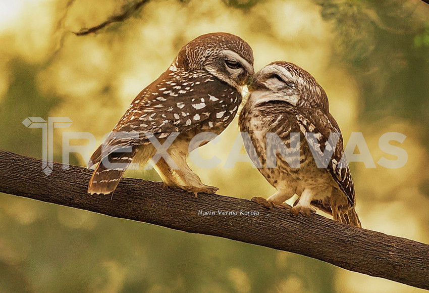 Indian spotted owlets