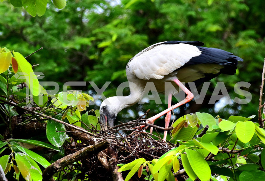 Asian openbill making nest