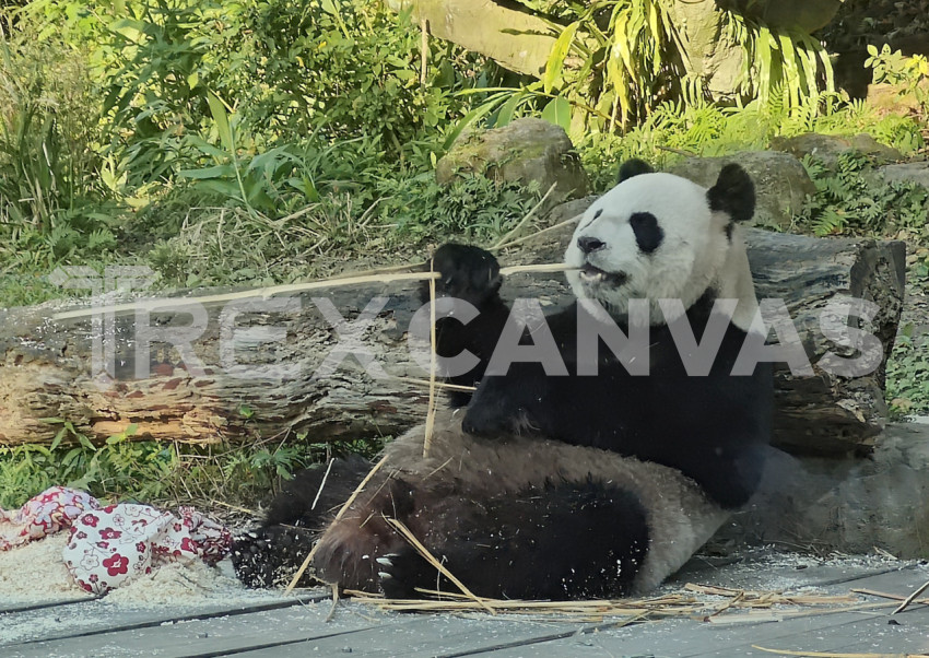 taipei，panda