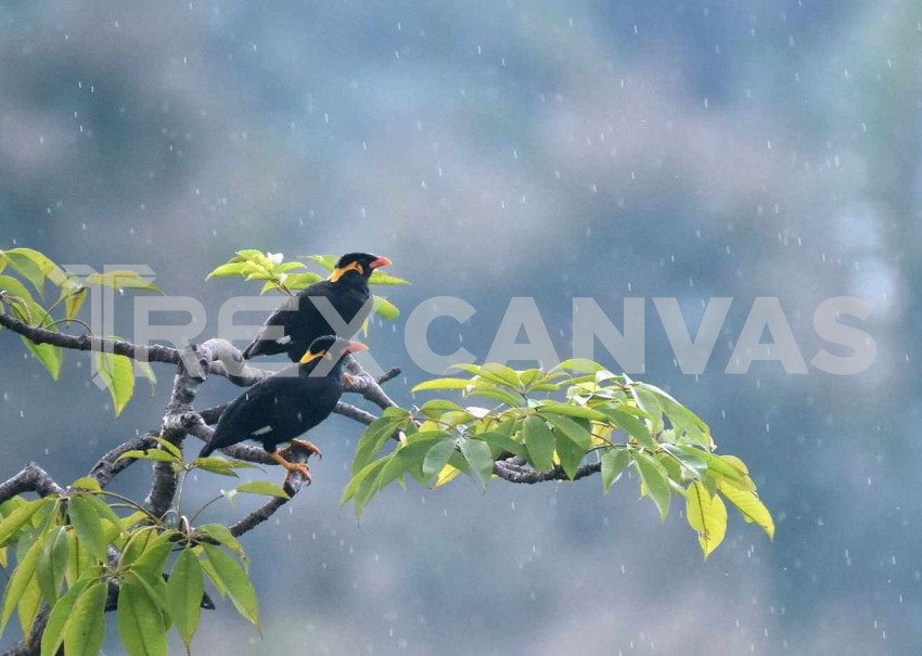 Mynah Bird