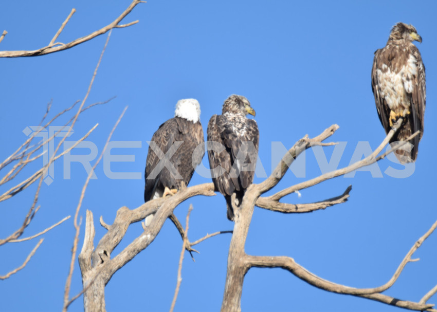 Three Eagles