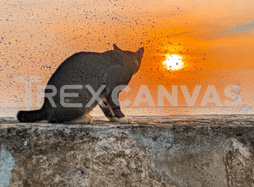 A cat was hit by a wave hitting the rocks