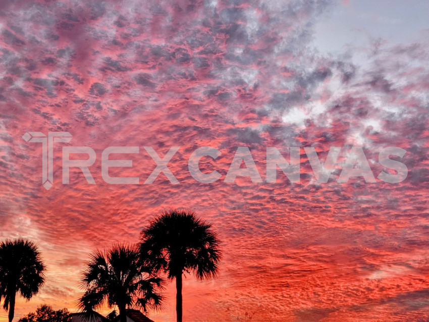 Palm trees in the clouds