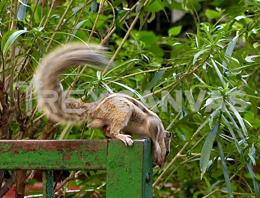 A squirrel in the garden again