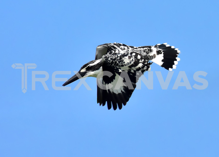 Pied Kingfisher in its flight