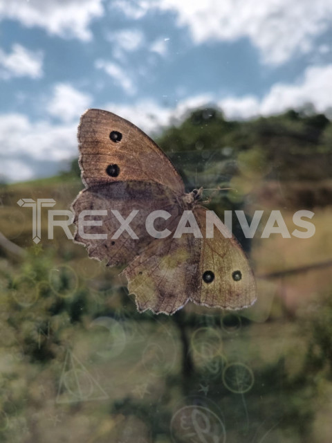 butterfly on window