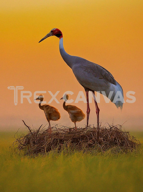 Indian Sarus Cranes