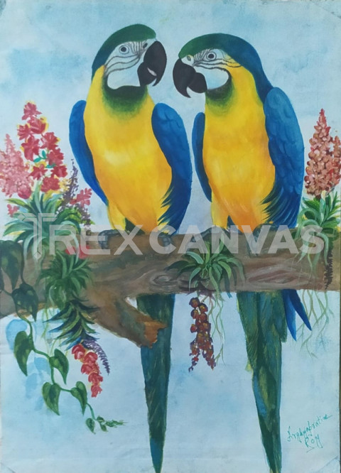 Macaw birds