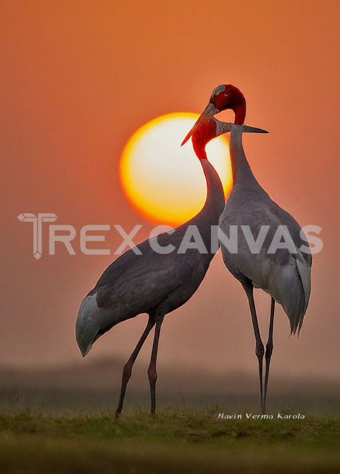 Indian Sarus Cranes