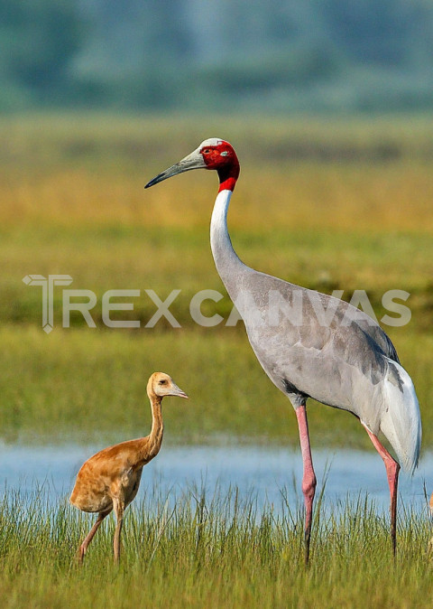 Indian Sarus Cranes