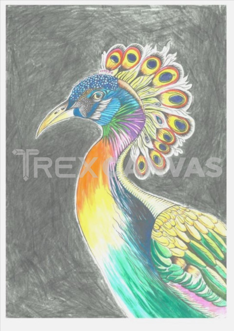 peacock A3 PRINT 2