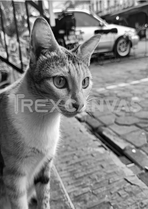 Stray Cat