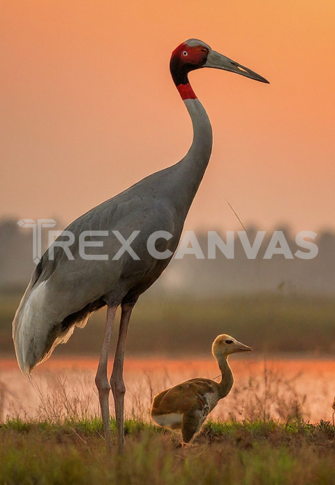 Mother Indian Sarus Crane with her baby