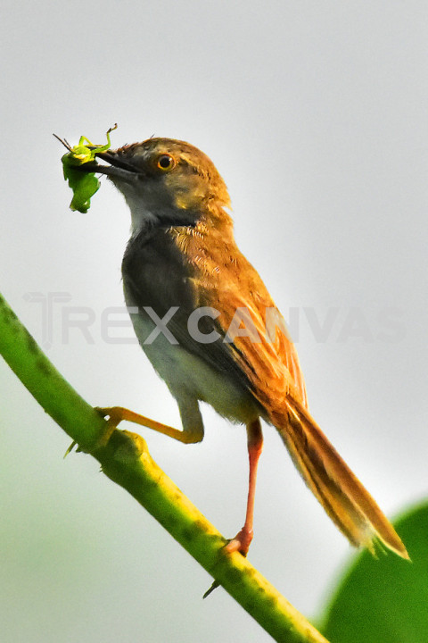 Manchurian bush warbler hunting