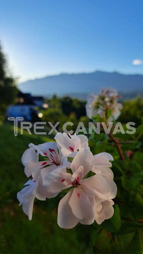 geranium at 1000 altitude