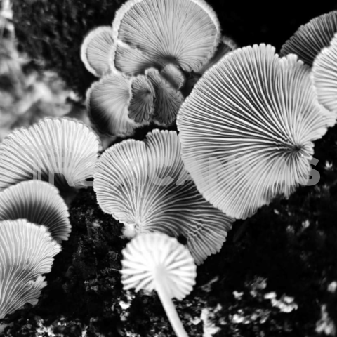 Fungi B&W