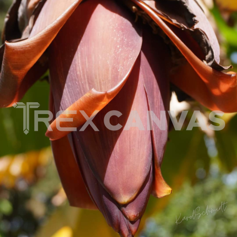 Banana Flower